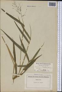 Panicum clandestinum L., Америка (AMER) (США)