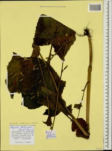 Lactuca deltoidea (M. Bieb.) DC. ex C. A. Mey., Кавказ, Краснодарский край и Адыгея (K1a) (Россия)