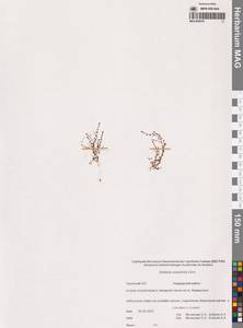 Звездчатка толстолистная Ehrh., Сибирь, Чукотка и Камчатка (S7) (Россия)