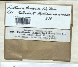 Frullania tamarisci (L.) Dumort., Гербарий мохообразных, Мхи - Западная Европа (BEu) (Германия)
