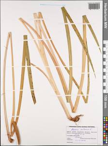 Аир обыкновенный L., Восточная Европа, Белоруссия (E3a) (Белоруссия)