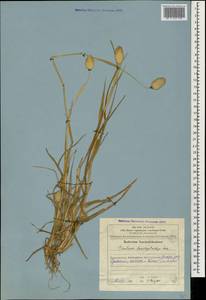 Phalaris brachystachys Link, Кавказ, Азербайджан (K6) (Азербайджан)