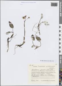 Эндоцеллион сибирский (J.F.Gmel.) J.Toman, Сибирь, Чукотка и Камчатка (S7) (Россия)