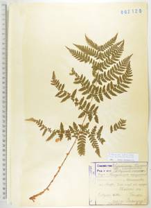 Диплазиум сибирский (Turcz. ex Kunze) Sa.Kurata, Сибирь, Дальний Восток (S6) (Россия)