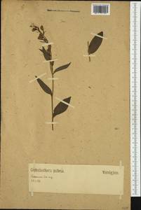 Пыльцеголовник длиннолистный (L.) Fritsch, Западная Европа (EUR) (Германия)