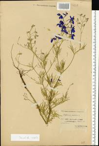 Delphinium consolida subsp. consolida, Восточная Европа, Западный район (E3) (Россия)