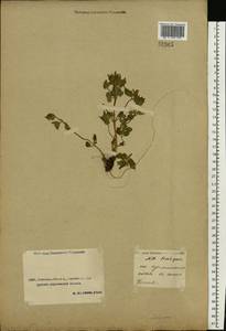 Lamiaceae, Средняя Азия и Казахстан, Прикаспийский Устюрт и Северное Приаралье (M8) (Казахстан)