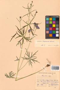 Борец Кузеневой Vorosch., Сибирь, Дальний Восток (S6) (Россия)