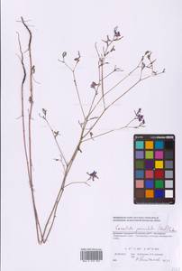 Delphinium consolida subsp. paniculatum (Host) N.Busch, Восточная Европа, Южно-Украинский район (E12) (Украина)