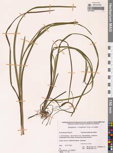 Ежеголовник злаковидный, Ежеголовник злаковый Georgi, Сибирь, Якутия (S5) (Россия)