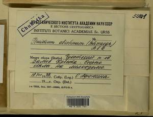 Abietinella abietina (Hedw.) M. Fleisch., Гербарий мохообразных, Мхи - Чукотка и Камчатка (B21) (Россия)
