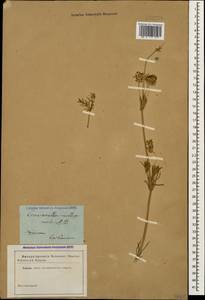 Ясменник моллюгообразный (M.Bieb.) Rchb., Кавказ (без точных местонахождений) (K0)