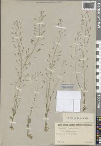 Крупка дубравная L., Средняя Азия и Казахстан, Муюнкумы, Прибалхашье и Бетпак-Дала (M9) (Казахстан)