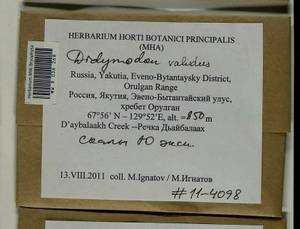 Didymodon validus Limpr., Гербарий мохообразных, Мхи - Якутия (B19) (Россия)
