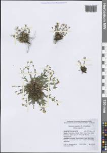 Атоцион скальный (L.) Oxelman, Западная Европа (EUR) (Испания)