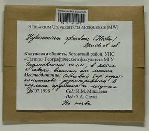 Hylocomium splendens (Hedw.) Schimp., Гербарий мохообразных, Мхи - Центральное Нечерноземье (B6) (Россия)