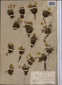 Лапчатка двухцветковая Willd. ex Schltdl., Средняя Азия и Казахстан, Северный и Центральный Тянь-Шань (M4) (Киргизия)