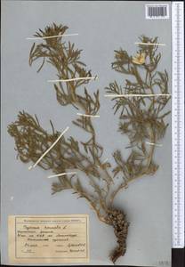 Гармала обыкновенная L., Средняя Азия и Казахстан, Сырдарьинские пустыни и Кызылкумы (M7) (Казахстан)