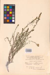 Genista tinctoria subsp. tinctoria, Восточная Европа, Северо-Украинский район (E11) (Украина)