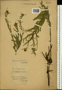 Василек волосистоголовый M. Bieb. ex Willd., Восточная Европа, Нижневолжский район (E9) (Россия)