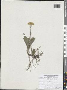 Pentanema oculus-christi (L.) D. Gut. Larr., Santos-Vicente, Anderb., E. Rico & M. M. Mart. Ort., Восточная Европа, Центральный лесостепной район (E6) (Россия)