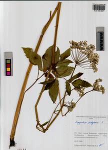 Сныть обыкновенная L., Сибирь, Алтай и Саяны (S2) (Россия)