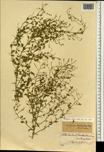 Alhagi nepalensis (D.Don)Shap., Зарубежная Азия (ASIA) (Индия)