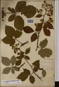 Rubus grabowskii Weihe ex Günther, Grab. & Wimm., Западная Европа (EUR) (Дания)