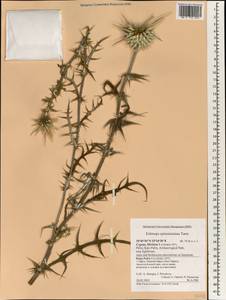 Echinops spinosissimus Turra, Зарубежная Азия (ASIA) (Кипр)