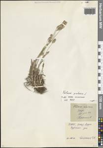 Тимофеевка луговая L., Кавказ, Северная Осетия, Ингушетия и Чечня (K1c) (Россия)