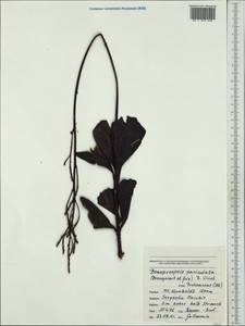 Beaupreopsis paniculata (Brongn. & Gris) Virot, Австралия и Океания (AUSTR) (Новая Каледония)