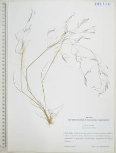 Полевица шероховатая Willd., Сибирь, Дальний Восток (S6) (Россия)