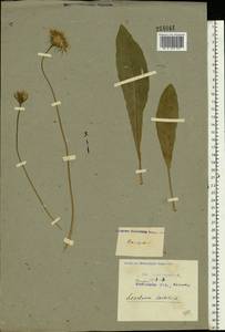 Кульбаба шершаволистная L., Восточная Европа, Центральный район (E4) (Россия)