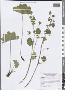 Манжетка сарматская Juz., Восточная Европа, Средневолжский район (E8) (Россия)