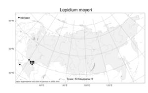 Lepidium meyeri, Клоповник Мейера Claus, Атлас флоры России (FLORUS) (Россия)