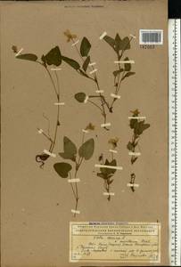 Фиалка Руппа All., Восточная Европа, Северный район (E1) (Россия)