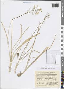 Ornithogalum hajastanum Agapova, Кавказ, Армения (K5) (Армения)