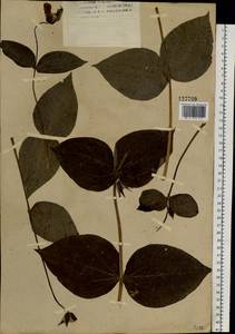 Ломонос цельнолистный L., Сибирь, Западный (Казахстанский) Алтай (S2a) (Казахстан)