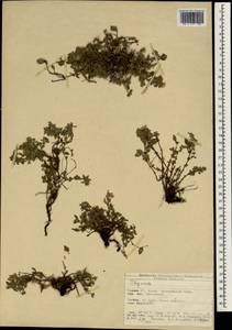 Чабрец, Зарубежная Азия (ASIA) (Турция)