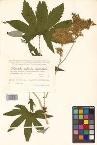 Filipendula digitata (Willd.) Bergmans, Сибирь, Дальний Восток (S6) (Россия)