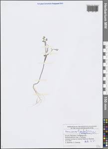 Плоскоплодник льнолистный (Stephan ex Willd.) DC., Восточная Европа, Средневолжский район (E8) (Россия)