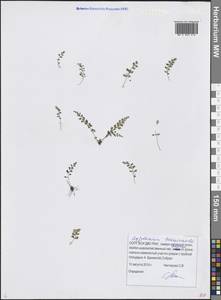 Asplenium laciniatum subsp. tenuicaule (Hayata) Fraser-Jenk., Сибирь, Дальний Восток (S6) (Россия)