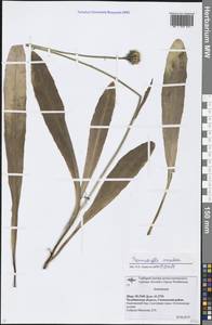 Trommsdorffia maculata (L.) Bernh., Восточная Европа, Восточный район (E10) (Россия)