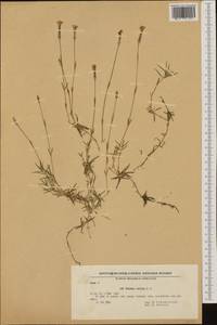 Dianthus strictus, Западная Европа (EUR) (Болгария)