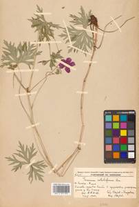 Герань побегоносная Kom., Сибирь, Дальний Восток (S6) (Россия)