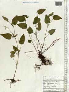 Фиалка Руппа All., Восточная Европа, Московская область и Москва (E4a) (Россия)