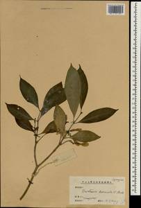 Tabernaemontana divaricata (L.) R. Br. ex Roem. & Schult., Зарубежная Азия (ASIA) (КНР)