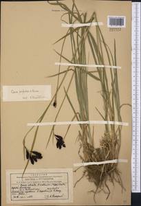 Carex aterrima subsp. aterrima, Средняя Азия и Казахстан, Северный и Центральный Тянь-Шань (M4) (Киргизия)