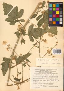 Rhamphospermum nigrum (L.) Al-Shehbaz, Восточная Европа, Центральный район (E4) (Россия)