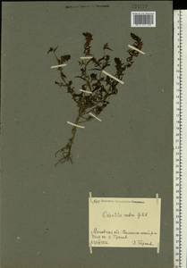 Зубчатка обыкновенная Moench, Восточная Европа, Московская область и Москва (E4a) (Россия)